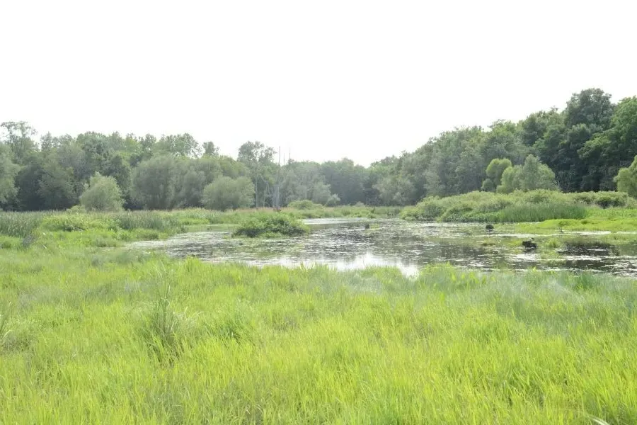 Black Fork Wetlands
